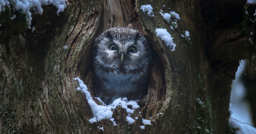 Il canto delle foreste dei Vosgi, scena tratta dal film Le chant des forêts